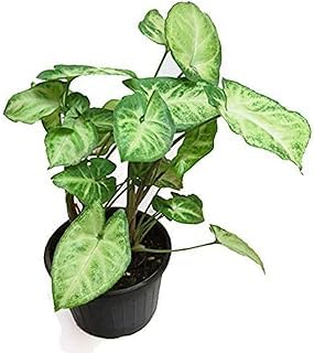 ** ''Panda Galaxy'' Very Rare Syngonium Live Plant, Air purifier Indoor & Outdoor Plant (pack of 1)-image-28
