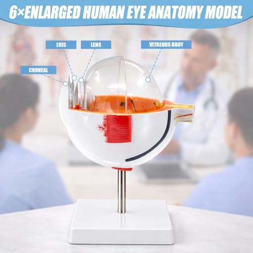 Image of 2Pack Eye Anatomy Model, 6X Enlarged Eyeball Model, Human Eye Anatomical Model for Science Education Students Study Display Medical Teaching, with Removable Stand