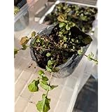 コオニタビラコ 苗1株 ほとけのざ 七草 キク科