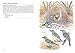 Birds of Paradise and Bowerbirds