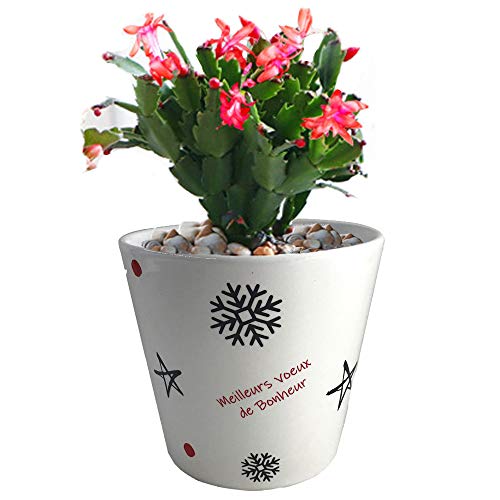 Orchid Pots 5.3inch Plant Pots Succulent Planter Flower Pot...