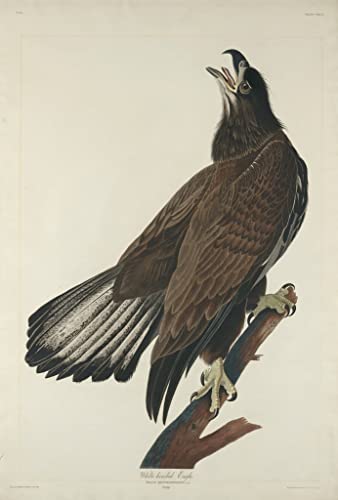 Oiseau à tête blanche impression toile John Audubon pour décoration salon élégante