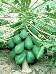 FRUIT SEEDS: HYBRID PAPAYA (PAPITA) SEEDS GROW YOUR OWN PAPAYA
