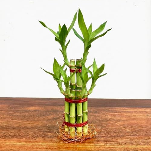 Image of Two layer lucky bamboo | For Living Room or Office table | indoor plants for good luck and air purification (Bamboo 6-9 Sticks)