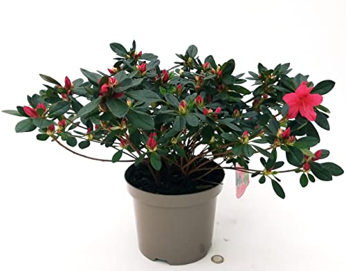 POWERS TO FLOWERS - AZALEA DA ESTERNO ROSSA XL, vaso 20cm Diametro, pianta vera