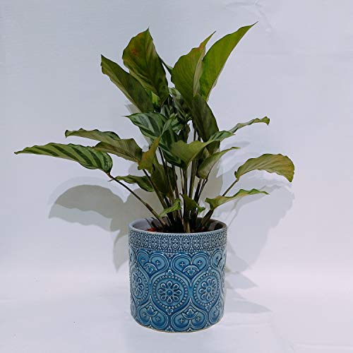 Yozhohoo Ceramic Orchid Flower Pots Indoor Floral Embossed Ceramic Planter Decorative Succulent Plant Container Modern Home Decor Buy Online In Bangladesh At Bangladesh Desertcart Com Productid 162768657
