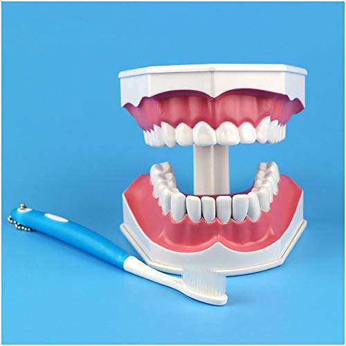 FHUILI Teeth Anatomical Model - Teeth Study Teaching Model - Dental Teeth Model with Toothbrush-Dentist - Standard Teaching Model for Children Or Students Teaching Study,A