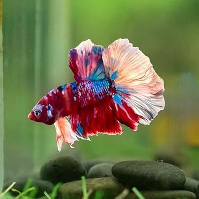 D&A Tropical Live Fish-1 Male Halfmoon Betta Live Fish- Live Betta Fish for Pond, Fish Tank or Aquarium, Live Fish Freshwater (Koi Galaxy Nemo)
