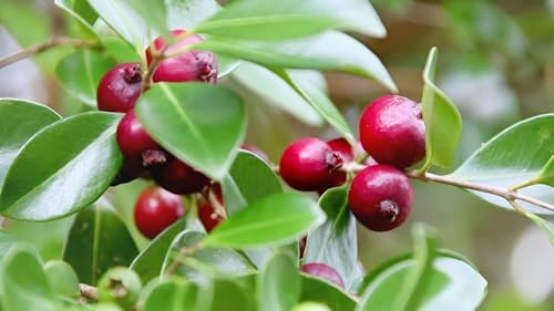 Image of Strawberry Guava Live Plant Pack of 1 | Sweet Red Fruit Tree for Home Garden, Balcony, Organic Terrace Farming | High Yield Tropical Guava Plant for Indian Climate