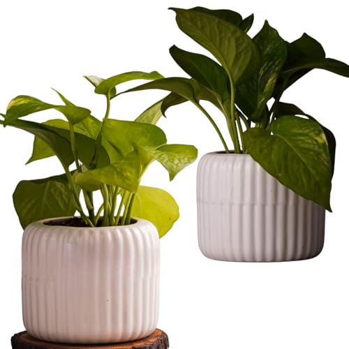 Image of Plant Pots for Indoor Plants, Succulents | Fluted Ceramic Planters for Living Room, Home & Office Decor (Set of 2, Off-White)