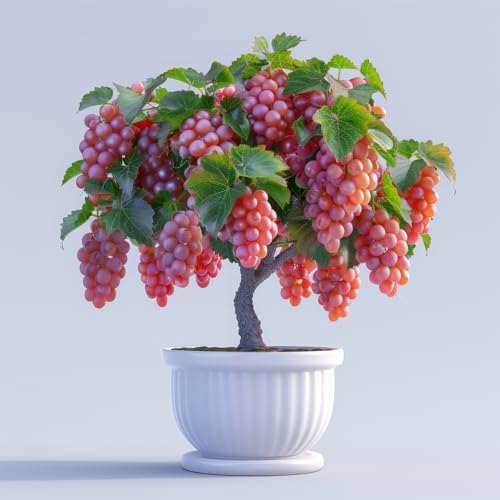 Red Grape Bonsai Plants for Growing - 1 Year Seedling, Catawba Gr...