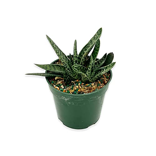 Ragnaroc Live Succulents – Gasteria Bicolor In 4” Pot - 1Ct - Live Arrival Guaranteed - Potted Succulents, House Plants For Home Decor & Gift #TOP15