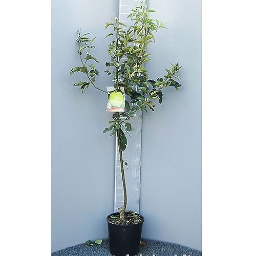 SAVINI VIVAI Manzano Granny Smith, Plantas frutales, Manzano en maceta, 22-24 cm 2-3 años, Altura 130-150 cm