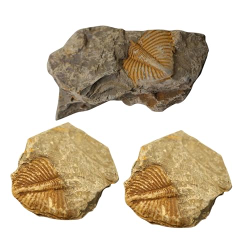 NAMOARLY Specimen Kit 3pcs Real Dinosaur Digging Kit for Boys and Girls Classroom