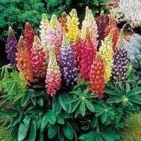 Hinterland Trading Rainbow Tutti Frutti Lupine 25+ Flower Seeds Hinterland Trading Rainbow Tutti Frutti Lupine 25+ Flower Seeds