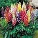 Hinterland Trading Rainbow Tutti Frutti Lupine 25+ Flower Seeds