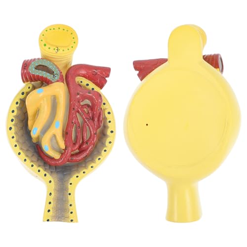 Modèle anatomique éducatif de glomérule en PVC pour enseignement des sciences - 3