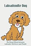 Labradoodle Dog: The Breed Mixed between Labrador Retriever and Poodle: Labradoodle Mixed Dog Breed Pictures, Characteristics and Facts