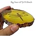 Amber Fossil Insect with Gift Bag and Gift Card，Museum Grade Specimen，Artificial Amber Natural Insect (Dragonfly)