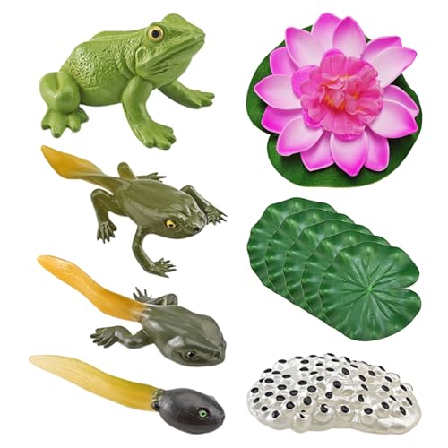 HDGSAFD Modelo de ciclo de vida de rana de 5 piezas con 1 modelo de hoja de loto y 1 modelo de flor de loto, juguete de ciclo de crecimiento de rana, modelo de animal de simulación, material educativo