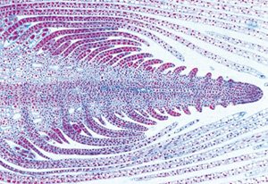 3B Scientific GmbH W13438 General Biology 50 Slides School Set C, Grade: 1 to 2
