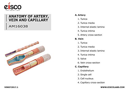 Image of EISCO 3 Piece Artery, Vein and Capillary Model Set, 13 Inch - Enlarged - Numbered - Cross Sections