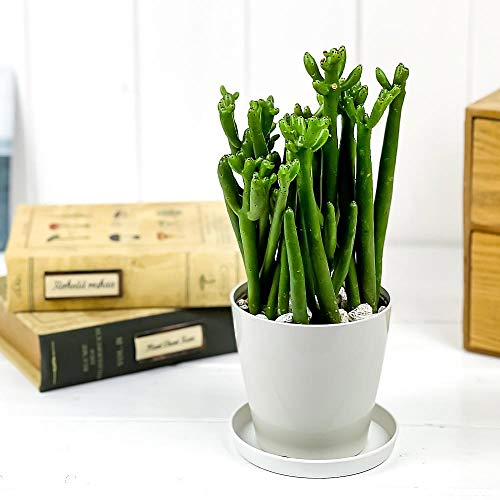 PLANCHU 多肉植物 ユーフォルビア セドロルム 3.5号鉢 受け皿付き Euphorbia cedrorum オンコクラータ 観葉植物のサムネイル