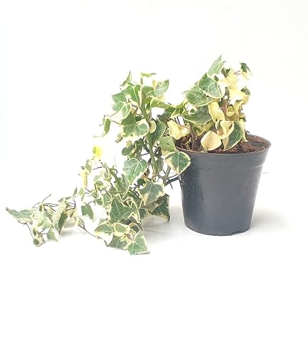 Best Artificial Hanging Plants for Your Home 16 English Ivy - Perfect for Indian Homes