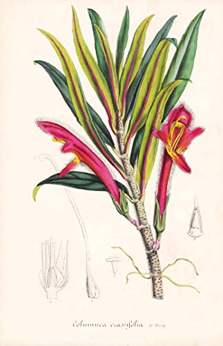 Columnea crassifolia - Columnea crassifolia Honduras Mexico flower flowers Blume Blumen Botanik Botanical Botany