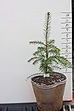 pre bonsai online  GEOPONICS Japanische blühende Fruiting Quitte, Pre Bonsai-Baum Sämling Lager, 2 1/4 Pot