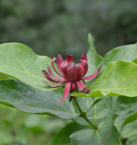Gewürzstrauch 40-60cm - Calycanthus floridus - lebende Gartenpflanze aus den Baumschulen
