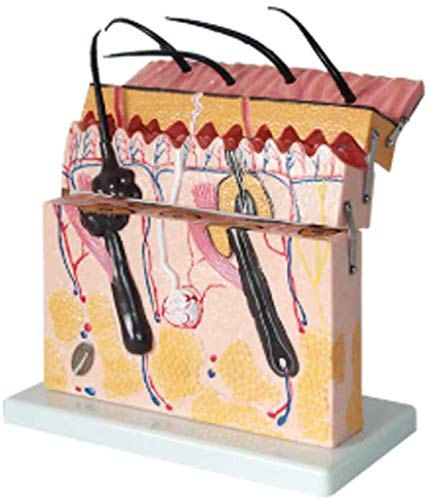 Human skin tissue structure enlarged model skin hierarchy model simulation Stereo skin model block for Apprentice Plastic Surgery