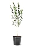 American Plant Exchange Apricot Tree 'Harlayne' – Live Fruit-Bearing Plant, 5-Gallon Pot, Cold Hardy, Sweet Edible Apricots for Outdoor Orchards and Landscapes