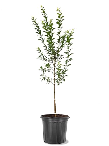American Plant Exchange Apricot Tree 'Harlayne' – Live Fruit-Bearing Plant, 5-Gallon Pot, Cold Hardy, Sweet Edible Apricots for Outdoor Orchards and Landscapes