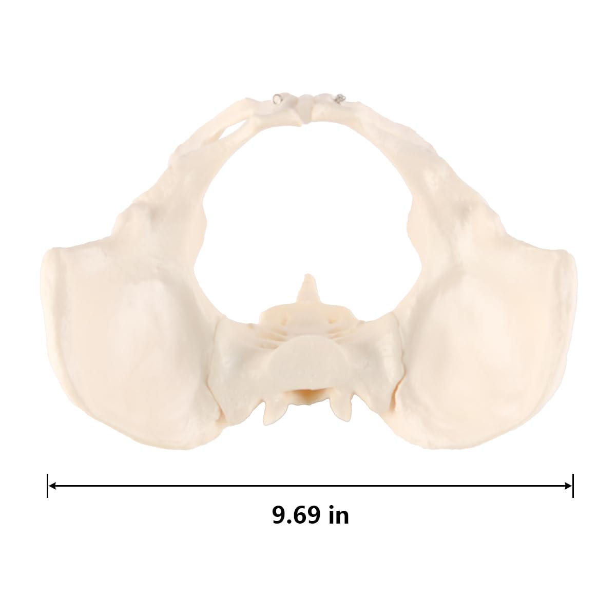 Modèle De Bassin Féminin Modèle Anatomique De Bassin Détachable Modèle De Bassin Féminin Grandeur Nature Pour L'apprentissage L'enseignement Ou L'affichage Orthopédique