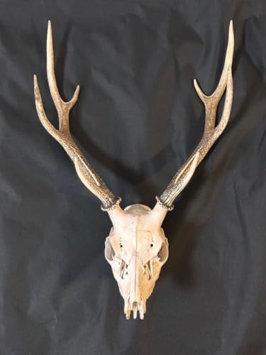 鹿の角　置物 鹿の角 シカ 置物 リビングルーム レストラン バー カフェ 置き物