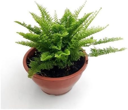 Kit 2 Mini Samambaias Havaianas Planta Natural Decoração Interna ...