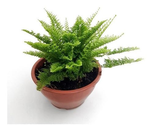 Kit de Decoração com Mini Samambaias com Vaso Incluído