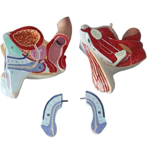 Modèle de système génital masculin AMITD en 4 parties grandeur nature pour anatomie