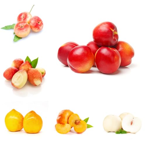 Nektarinenbaum, obstgarten säulenobstbäume geschenke für gärtner zwergobstbäume winterhart balkonpflanzen seltene balkongewächshäuser 12Samen