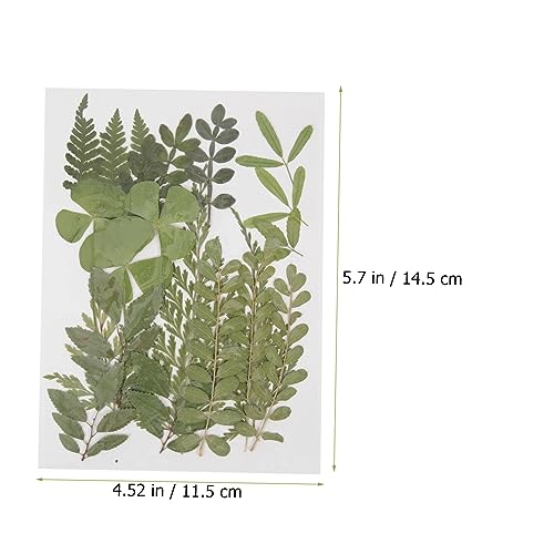 COHEALI 4 Peças 1 Material De Gravação De Flores Secas Marcadores DIY Prensados ​​Flores Secas Acess