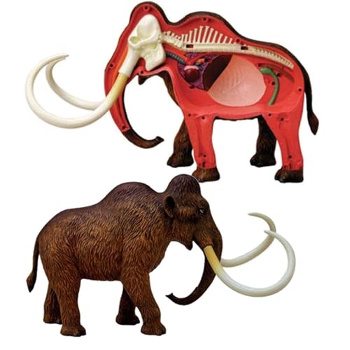 Maquette d'anatomie d'éléphant 4D AMITD 30 pièces pour l'étude médicale - 4