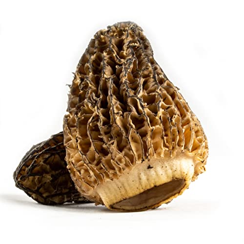 Melissa's Dried Morel Mushrooms, 3 Packages (0.5 Oz) #TOP3