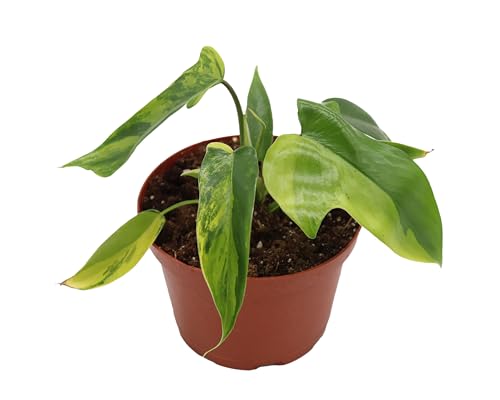 Rare Philodendron Florida Beauty Variegated in 6 inch grower's pot
