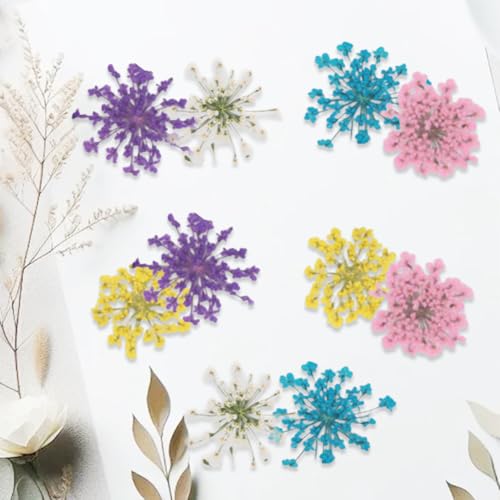 60 piezas de flores secas prensadas para manualidades DIY miniatura 4