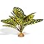 C-yellow Fake Prayer Peacock Plant