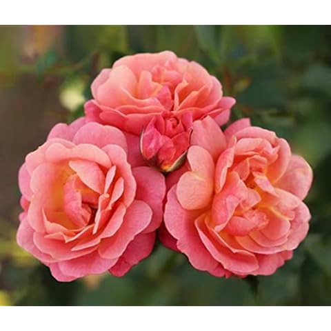 'Peach Melba' Climbing Rose - 2023 Winner Cover