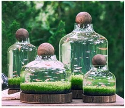 Micro Ecological Landscape Aquarium Fish Tank Self-circulating Plant Vase Glass Clear Desktop Planter Jars(L, A)