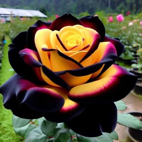 Perennial Fragrant Rose Rhizome Rose Bulbs Plants Mix Color for Planting Now UK Good for Garden Rare Display-1Rhizome-D