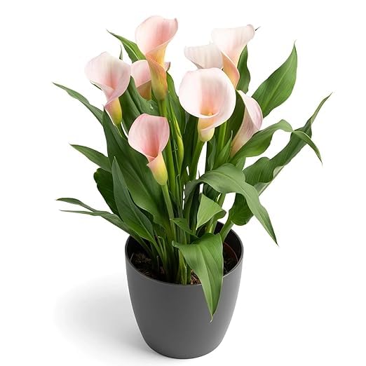 Combo Of 2 Live Peace Lily Or Spathiphyllum Plant Indoor Outdoor Plant Air Purifier Oxygen Supplier Good Luck with Square Pot for Living Room/Bedroom/House/Office (Pack Of 2)